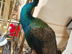 -西双版纳融创皇冠假日度假酒店