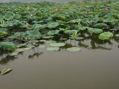-三圣花乡旅游区