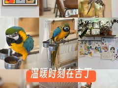 -吉丁鸟咖·异宠·寄养