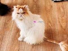 -猫的茶·猫咖