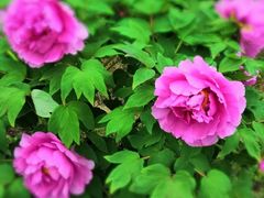 -合肥三国新城遗址公园