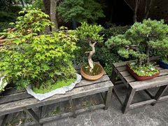 -陈家山荷花公园