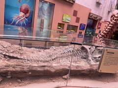 -陕西自然博物馆