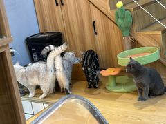 -Meowの猫咖(万家丽店)