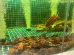 -至尊鲨鱼·原烹海鲜·新浙菜(拱宸桥店)