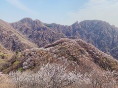 -大岭沟猕猴桃谷风景区