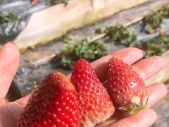 -意大利农场度假村