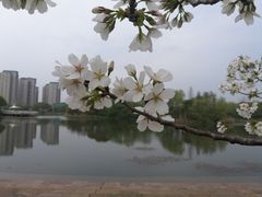 -新江湾城公园