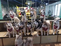 -Husky Go! 哈士奇体验馆·宠物咖啡厅狗咖