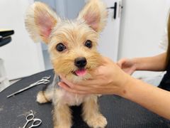 -comecome来吧宠物(奥克斯中心店)