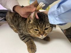 -全心全意连锁动物医院·特色中医诊疗(会城门分院)