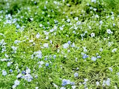 -春花秋色城市公园