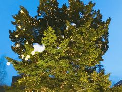 树-北海道厅旧本厅舍(旧本庁舎)