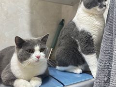 -爱洗澡的猫(天河路店)