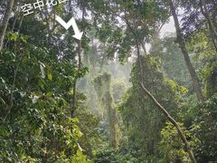 -西双版纳原始森林公园