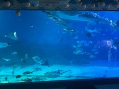 -烟台海昌鲸鲨海洋公园