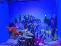 -海合安青岛极地海洋公园