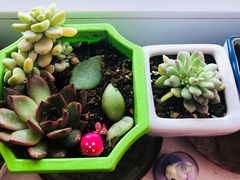 -中环花鸟鱼虫市场