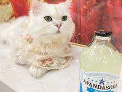-共舞时光猫咖·狗咖(新街口店)