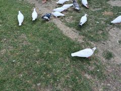 -银树楼(紫玉山庄东区店)