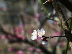 -新建村梅花