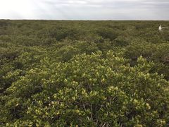 -北海金海湾红树林生态旅游区