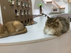 -COLOR PETS 撸猫馆·购猫·猫咖(长风大悦城店)