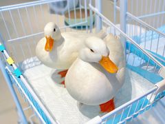 -怪兽屋·羊驼·猫咖·狗咖(俊华广场店)