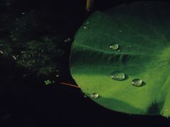 -莲湖公园