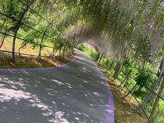 -大塘金香草谷