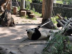 -都江堰中华大熊猫苑