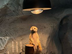 -Zoolung Zoolung动物主题公园(海信广场店)