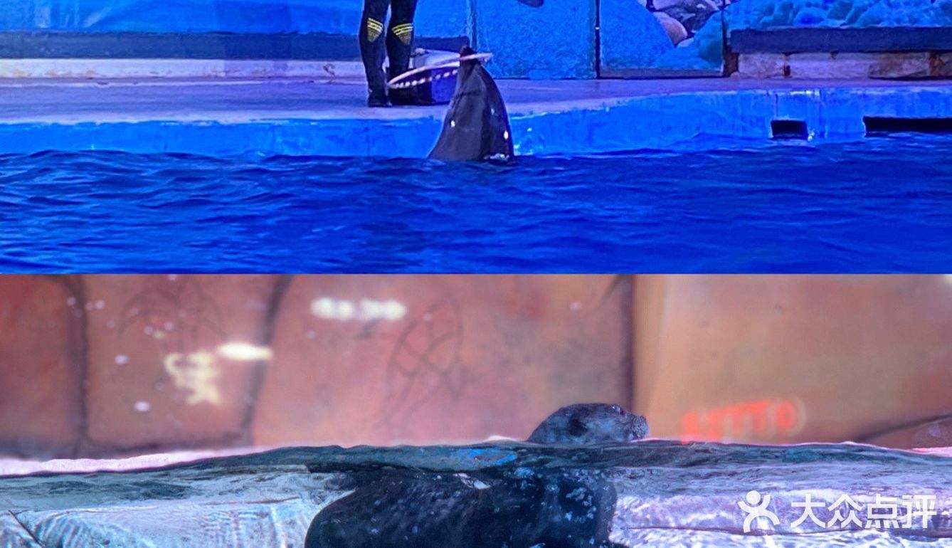 南京海底世界首创沉浸式体验 美人鱼🧜‍♀️再现