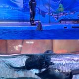 南京海底世界首创沉浸式体验 美人鱼🧜‍♀️再现