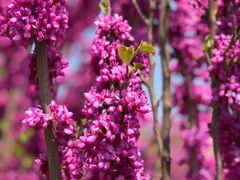 -石家庄市植物园