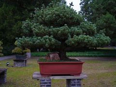 -扬州大运河文化旅游度假区·盆景园
