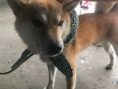 -柴犬高等学院·狗咖·柴犬售卖·宠物训练