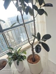 -HEYAN荷妍专业脱毛连锁机构