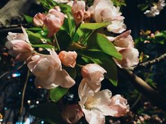 -海棠花溪(元大都城垣遗址公园)