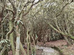 -贵州百里杜鹃风景名胜区