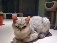 -这儿没有猫·猫咖萌宠馆·撸猫