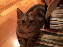 iphone_upload_pic-Bastet sally猫舍购宠(静安店)