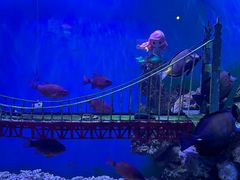 -太平洋海底世界