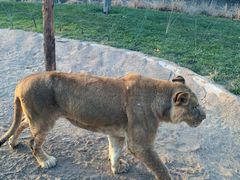 -北京野生动物园