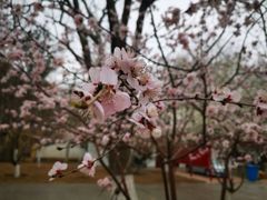 -桃花堤公园