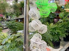 -曲阳花鸟市场(曲阳路店)