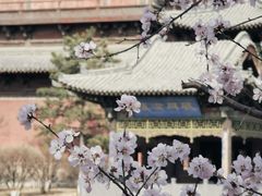 -善化寺