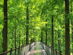 -黄海国家森林公园