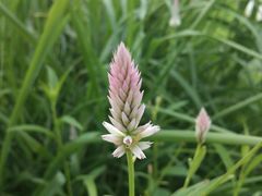 -羚羊峡古栈道森林公园