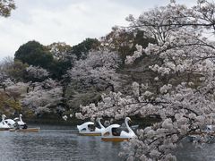-井之头恩赐公园